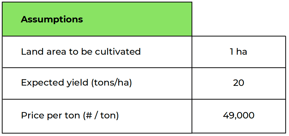 Cassava